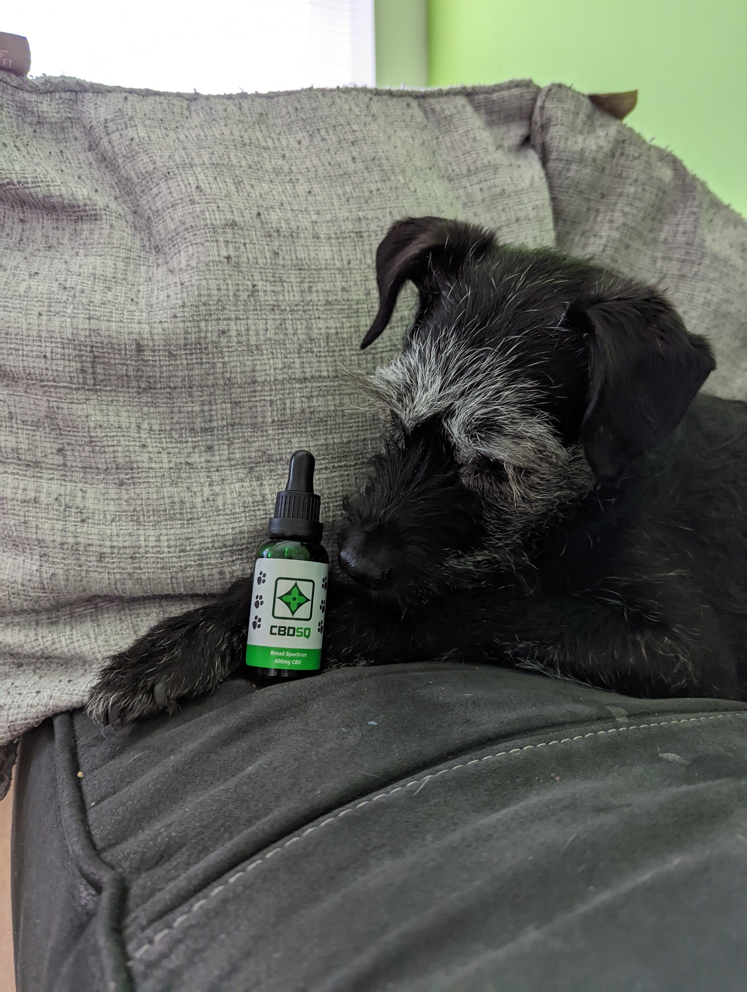 CBD in stoke, CBD in stoke on trent, CBD in staffordshire, CBD for pets, CBD for dogs, CBD for cats, CBD for animals, CBD staffordshire, CBD newcastle, CBDUK, CBD, CBD oil, CBD gummies stoke on trent, CBD in stoke, CBD oil in stoke, CBD Oil staffordshire, CBDSQ,
