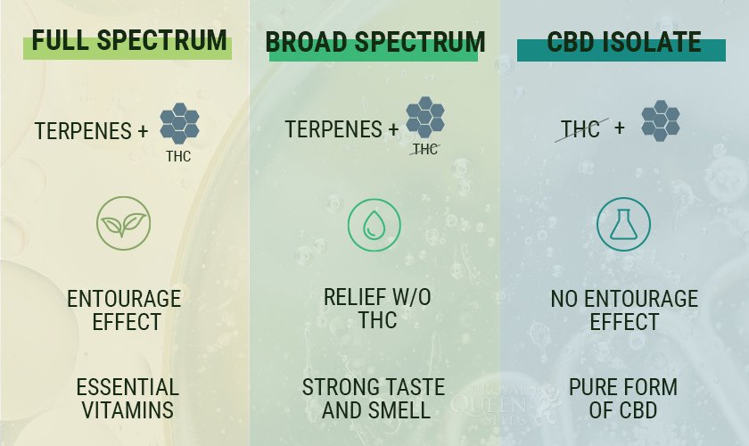 Isolate, Broad spectrum or Full spectrum, What is the difference? – CBDSQ