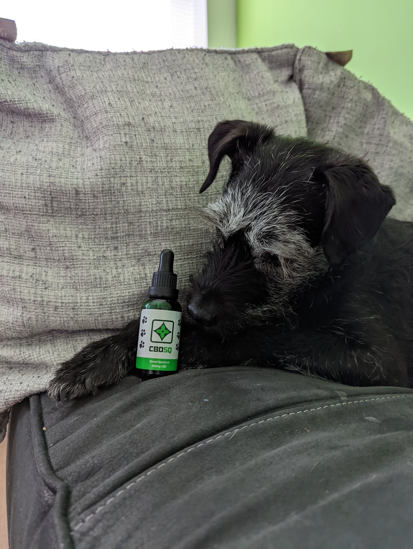 CBD pet oil - 400mg broad spectrum - 30ml - The "Lottie" collection